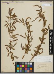 Foto von Salix alba subsp. vitellina (L.) Arcang.